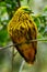 Golden dove sitting on a tree, Viti Levu Island, Fiji
