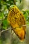 Golden dove sitting on a tree, Viti Levu Island, Fiji