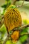 Golden dove sitting on a tree, Viti Levu Island, Fiji