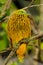 Golden dove sitting on a tree, Viti Levu Island, Fiji