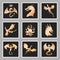 Golden dragons and wyverns collection as sticker pack