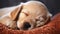 Golden Dreams: Capturing the Tranquil Slumber of a Blond Puppy