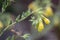 Golden drop, Onosma stellulata, close-up yellow flowers
