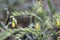 Golden drop Onosma stellulata, yellow flowering plant