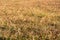 Golden dry grass field focused on foreground