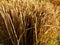 Golden Dry Grass Shining Under The Sunlight