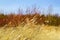 Golden dry grasses bent in the wind against a blurred background , Baltic sea coast dunes in winter