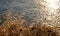 Golden dry oats, over bokeh, blur Kea, Tzia island sea background