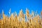 Golden dry straw plants called poaceae poales being moved by the wind on a blue sky as background