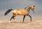 Golden dun akhal-teke horse