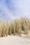 Golden Dune grass on the Baltic Sea