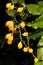 Golden Duranta Erecta Berries