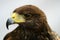 Golden Eagle