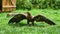 Golden eagle at the air show in Saarburg. Animal photo of the elegant bird