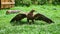 Golden eagle at the air show in Saarburg. Animal photo of the elegant bird