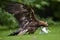 Golden eagle, Aquila chrysaetos against white drone quadcopter. Drone hunter, bird of prey with quad copter in claws. Copter