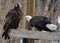 The golden eagle Aquila chrysaetos and bald eagle