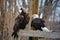 The golden eagle Aquila chrysaetos and bald eagle