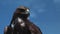 Golden Eagle Aquila Chrysaetos with blue sky.