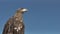 Golden Eagle Aquila Chrysaetos with blue sky.