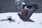 Golden eagle, Aquila chrysaetos, feeding on a carcass in cold winter day