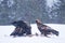 Golden eagle, Aquila chrysaetos, feeding on a carcass in cold winter day