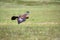 The golden eagle Aquila chrysaetos flying over the meadow. Male golden eagle flying in the Spanish mountains