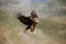 Golden eagle Aquila chrysaetos flying over the rock. Male golden eagle flying in the Spanish mountains