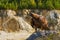 Golden eagle, Aquila chrysaetos, perched on stone, rocks and forest in background. Hunting eagle in mountains. Majestic bird