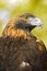 Golden Eagle (Aquila chrysaetos) Profile over Green-Gold Background