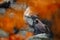 Golden Eagle, Aquila chrysaetos, in the rock stone mountains. Autumn orange leave scene with bird. Eagle in the natura habitat. Wi