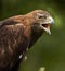 Golden Eagle (Aquila chrysaetos) - Scotland