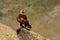 Golden eagle Aquila chrysaetos sitting on the rock. Male golden eagle in the Spanish mountains. Big eagle looks over back to