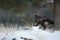 Golden eagle Aquila chrysaetos, in the snow eating carrion