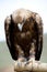 Golden Eagle with bent head