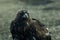 Golden eagle or Berkut, closeup in the steppes of Mongolian Altai.