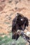 Golden eagle Berkut sitting on the owner hand with an open beak close-up. Traveling in Kyrgyzstan