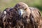 Golden eagle bird predator italian mountains