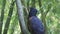 Golden eagle blue beak in Medellin Zoo Colombia