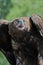 Golden eagle calling closeup portrait