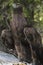 Golden Eagle at Canadian Raptor Conservancy