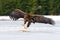 Golden Eagle with catch fish in snowy winter, snow in the forest habitat, landing on ice