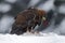 Golden Eagle with catch hare in snowy winter, Sweden