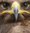 Golden eagle close up portrait