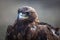 Golden Eagle closeup, Mongolia. Nature.