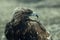 Golden eagle, closeup in the steppes of Mongolian Altai