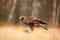 Golden Eagle feeding on kill duck, first snow in nature. Brown big bird in the nature habitat, Germany.  Bird bahaviour, wildlife