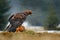 Golden Eagle feeding on kill Red Fox in the forest during rain and snowfall. Bird behaviour in the nature. Behaviour scene with