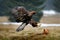 Golden Eagle feeding on kill Red Fox in the forest during rain and snowfall. Bird behaviour in the nature. Behaviour scene with