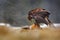 Golden Eagle feeding on killed Red Fox in the forest during rain and snowfall. Bird behaviour in the nature. Feeding scene with